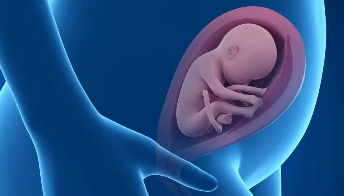 Signs of fetal viability in the womb