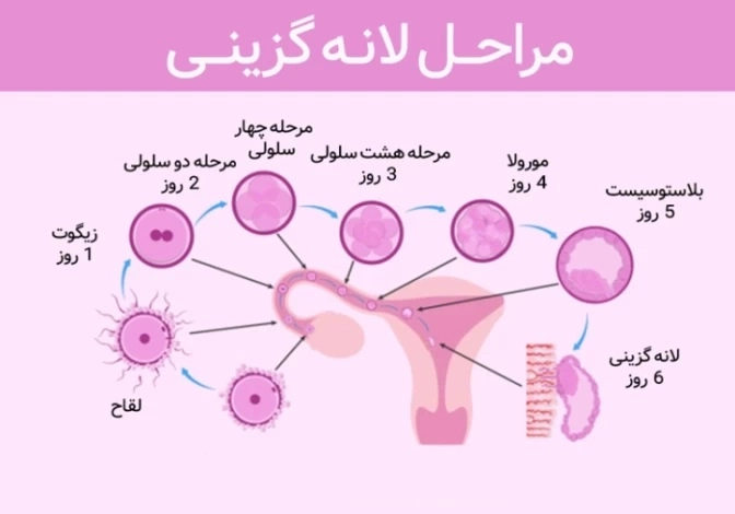 مراحل لانه گزینی